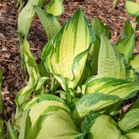 Hartlelie Albopicta - Hosta fortunei albopicta - Bakker