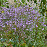 Zeelavendel - Limonium gerberi - Bakker