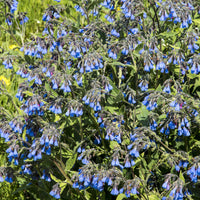 Smeerwortel - Symphytum azureum - Bakker
