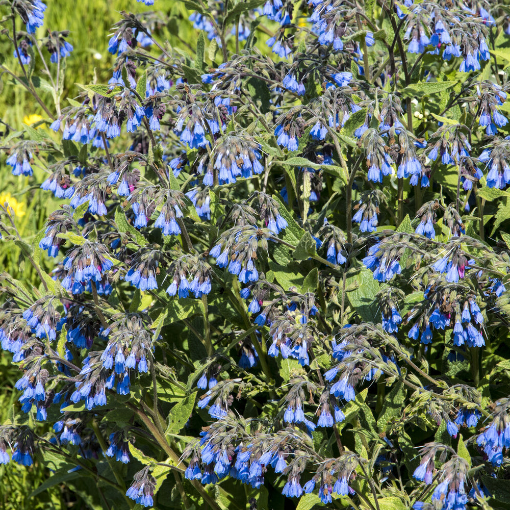 Symphytum azureum - Smeerwortel - Vaste planten