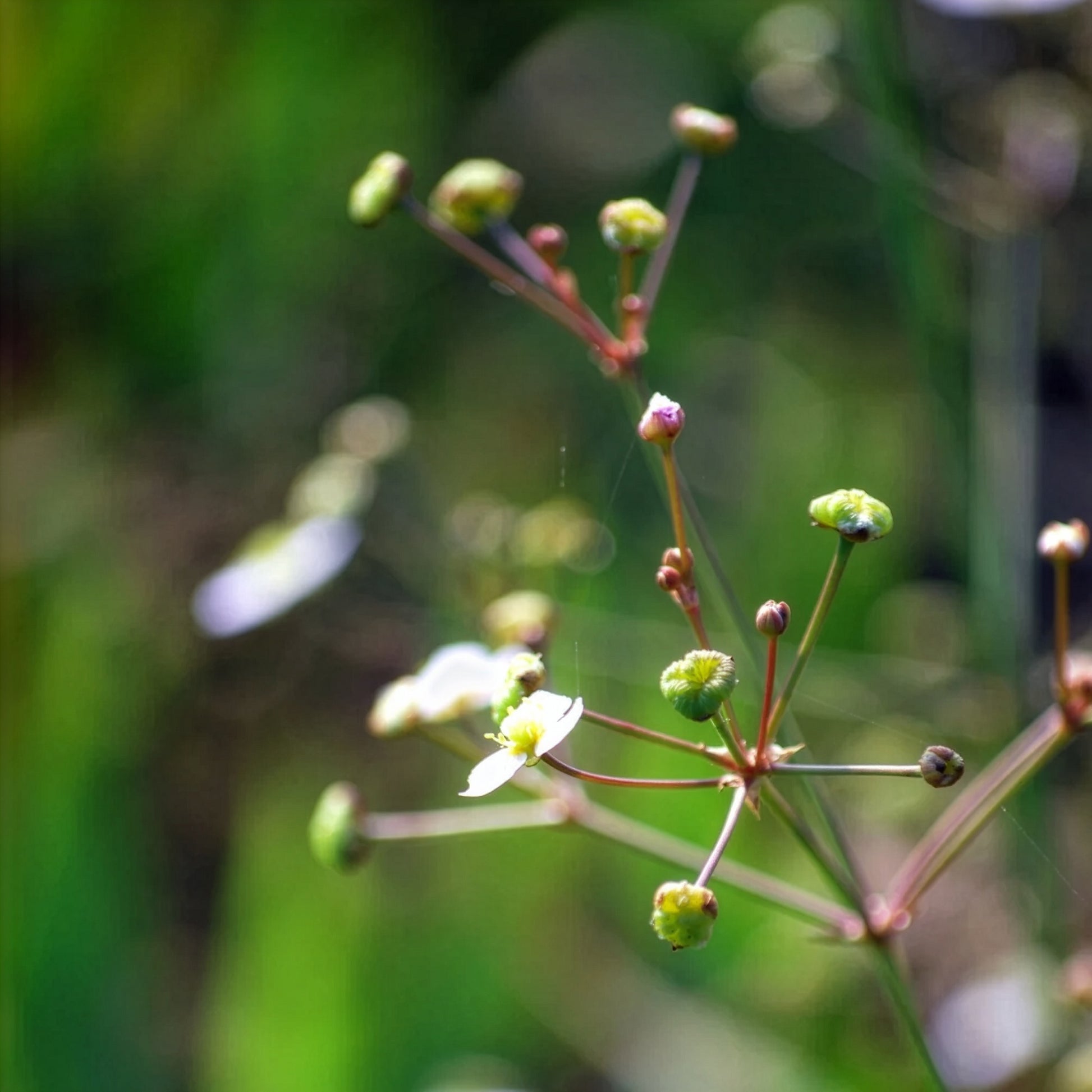 Waterweegbree - Alisma lanceolatum - Bakker