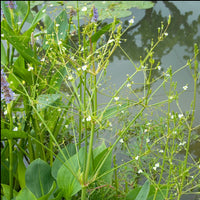 Alisma plantago-aquatica - Grote waterweegbree - Naakte wortels