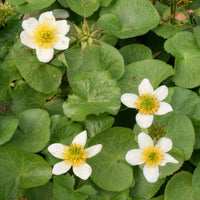 Caltha alba - Dotterbloem - Alle vijverplanten