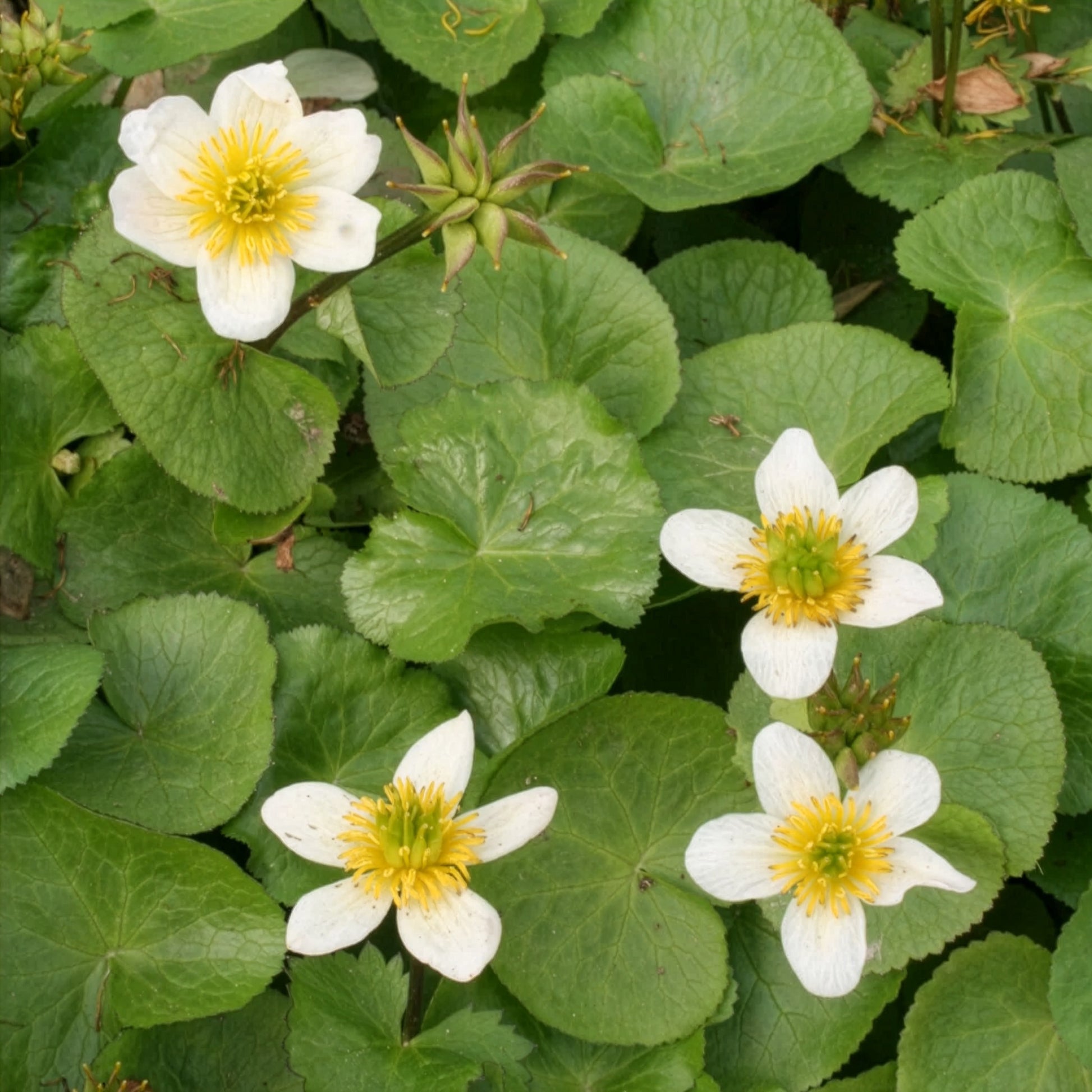 Caltha alba - Dotterbloem - Alle vijverplanten