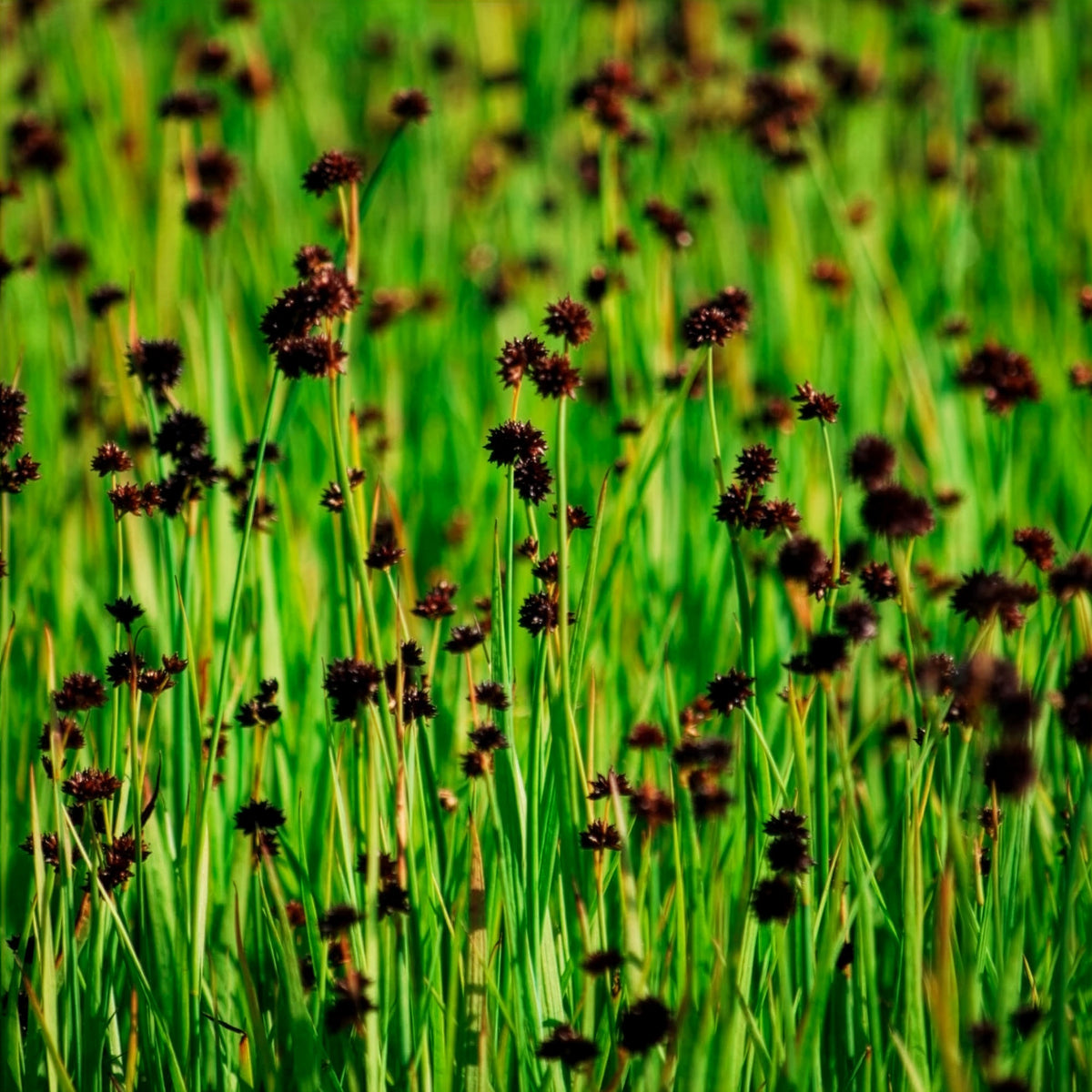 Dwergrus - Juncus ensifolius - Bakker