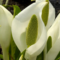 Witte aronskelk - Lysichiton camtschatcensis - Bakker