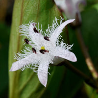 Waterdrieblad - Menyanthes trifoliata - Bakker