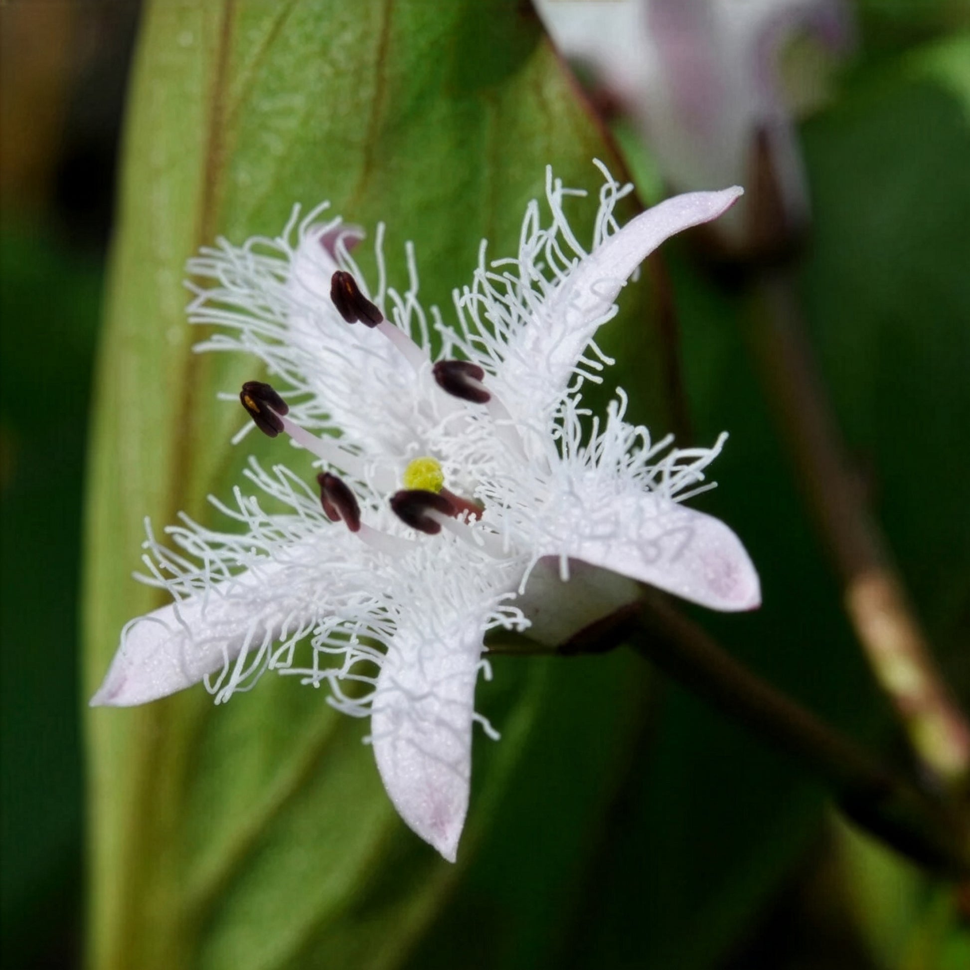 Waterdrieblad - Menyanthes trifoliata - Bakker