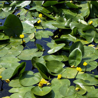 Verkoop Gele plomp - Nuphar lutea