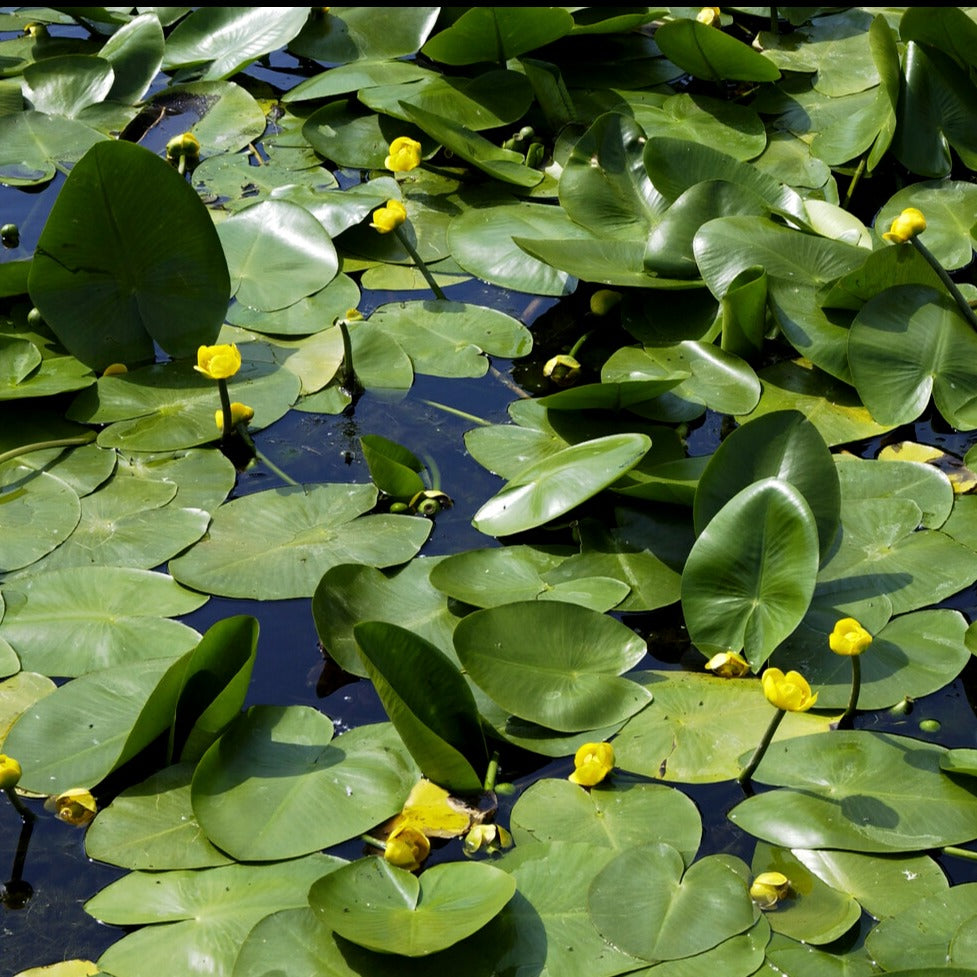 Verkoop Gele plomp - Nuphar lutea