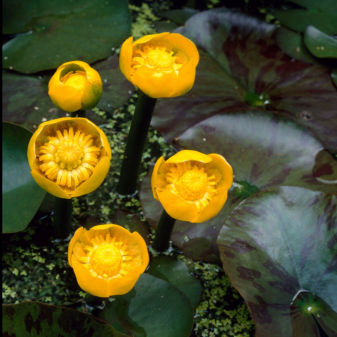 Waterlelies - Gele plomp - Nuphar lutea