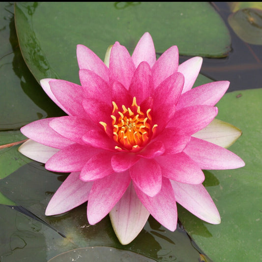 Waterlelie 'Charles de Meurville' - Bakker