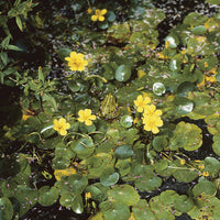 Nymphoides peltata - Paardenbloem Faux waterlelie - Waterlelies