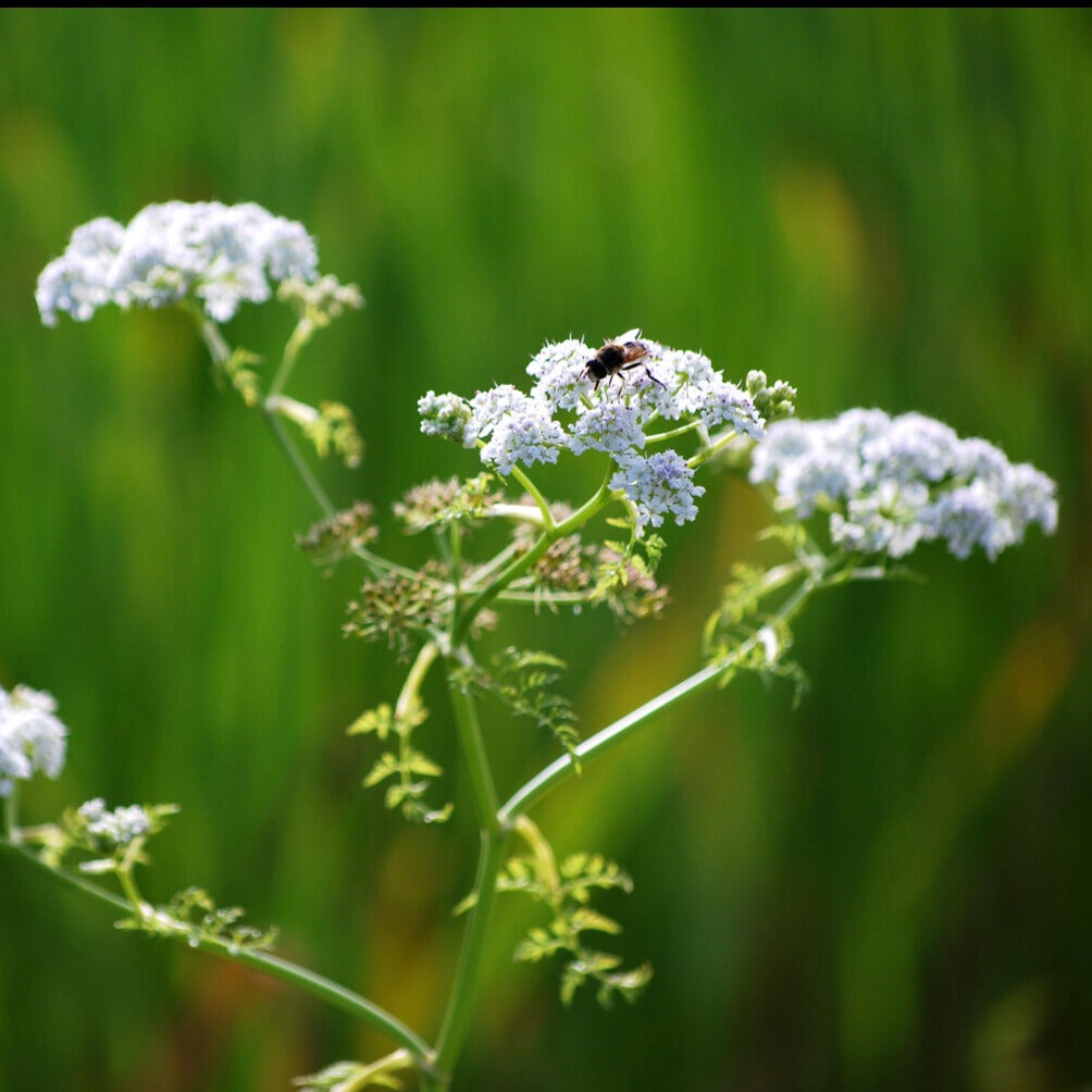 Watertorkruid - Oenanthe aquatica - Vijvers