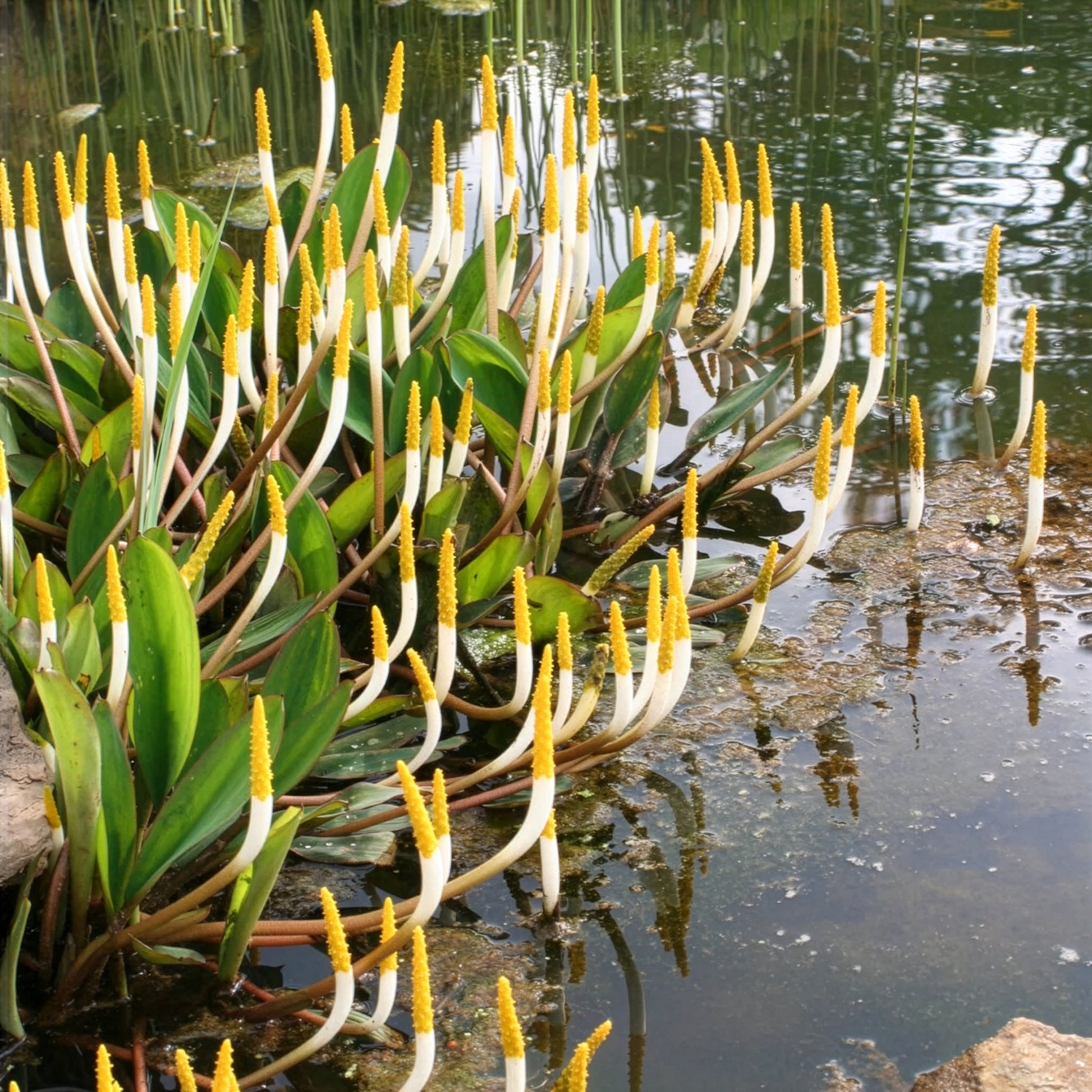 Orontium aquaticum - Goudknots - Alle vijverplanten