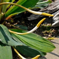 Goudknots - Orontium aquaticum - Bakker