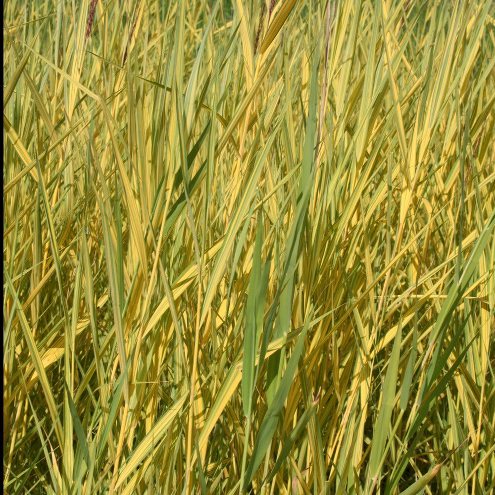 Phragmites australis variegatus - Rietgras Variegatus - Riet