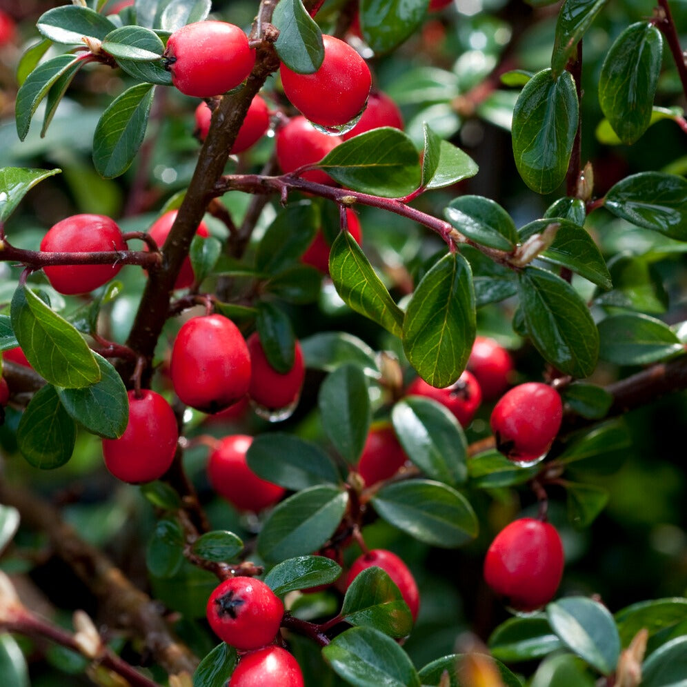 Dwergmispel 'Coral Beauty' - Bloeiende heesters - Bakker