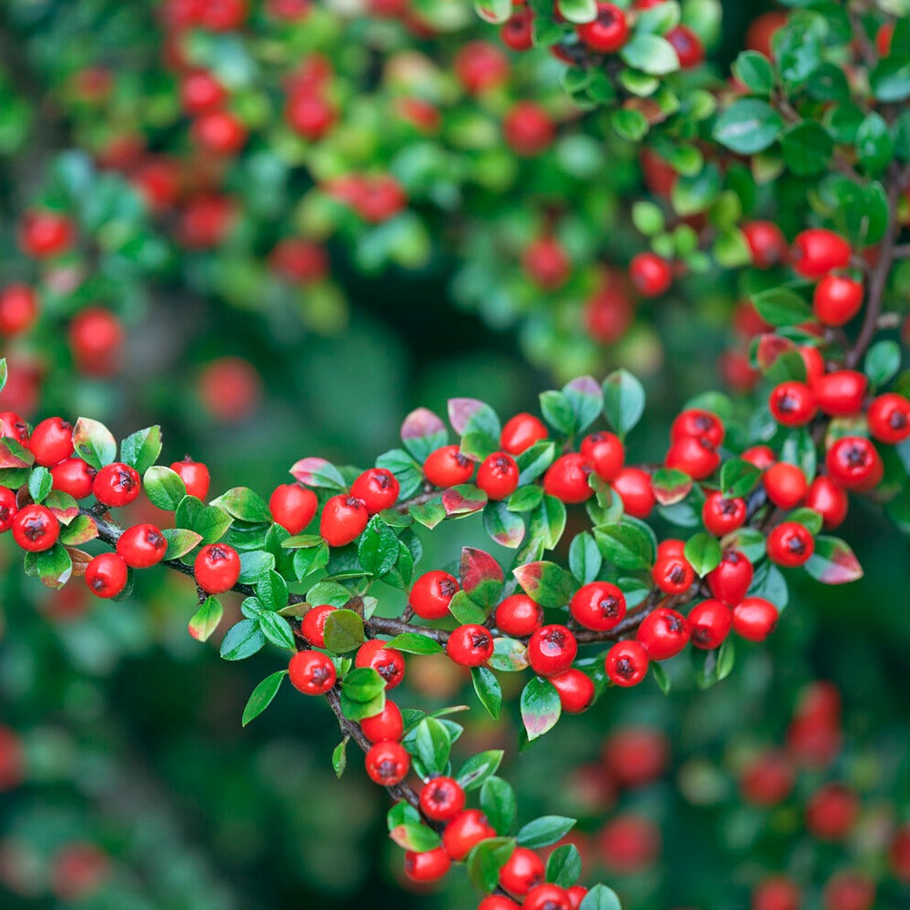 Dwergmispel 'Coral Beauty' - Cotoneaster suecicus Coral Beauty - Bakker