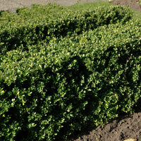 Japanse hulst - Ilex crenata Dark Green - Houx japonais - Bakker