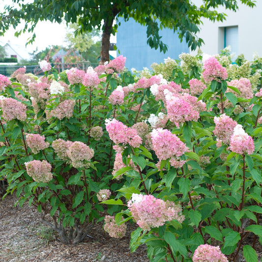 Pluimhortensia Sundae Fraise® 'Rensum'