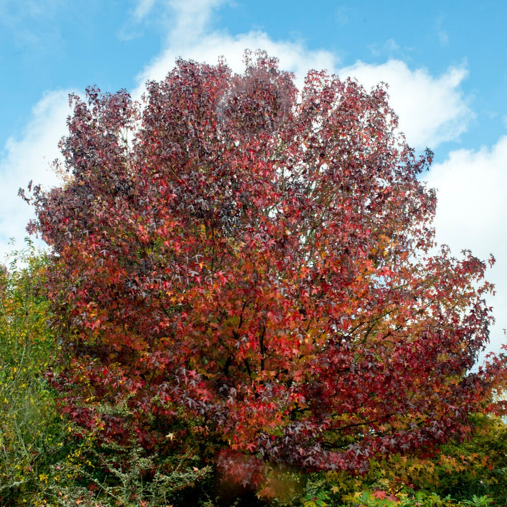 Liquidambar styraciflua - Amberboom Woodland Honeysuckle Serotina - Liquidambar - Amberboom