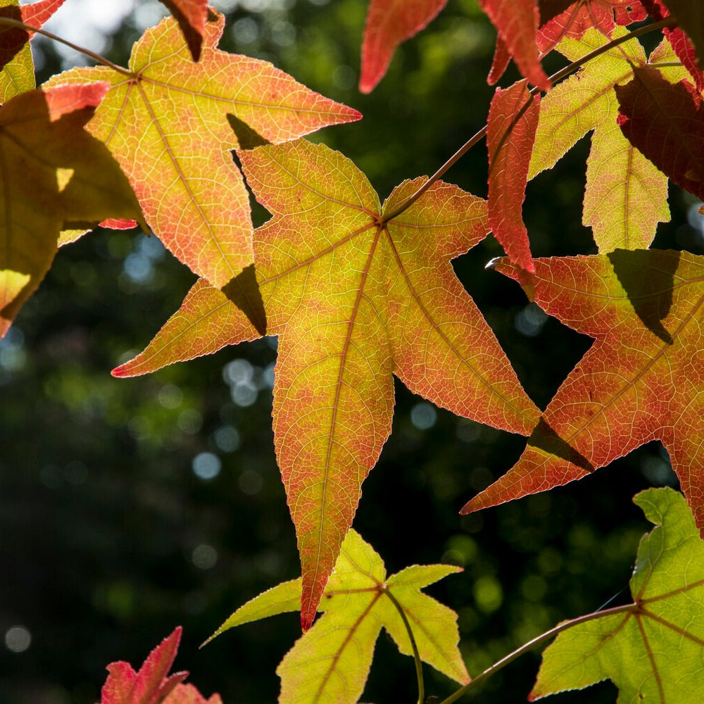 Amberboom Woodland Honeysuckle Serotina - Liquidambar styraciflua - Bakker