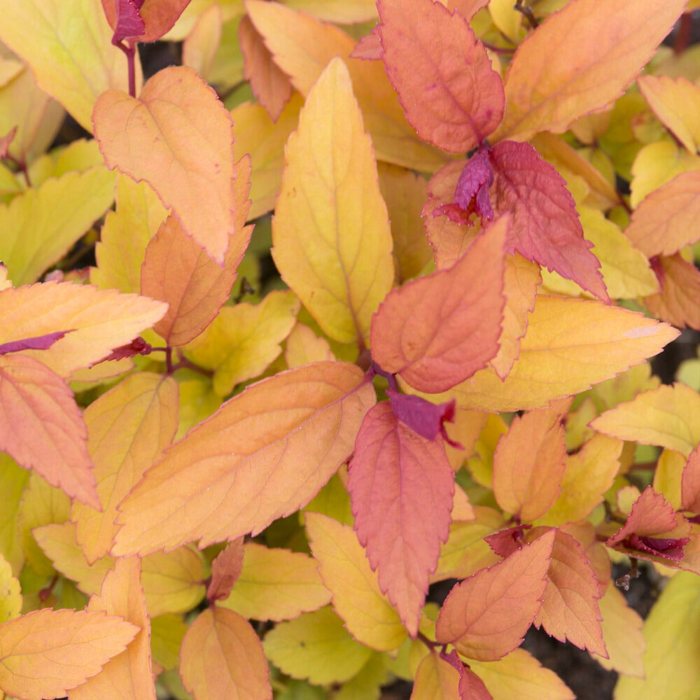 Spierstruik 'Firelight' - Spiraea japonica Firelight - Bakker