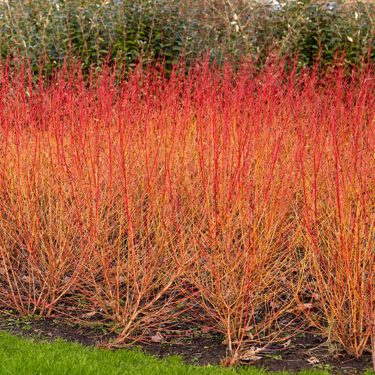 Rode kornoelje 'Midwinter Fire' - Bakker