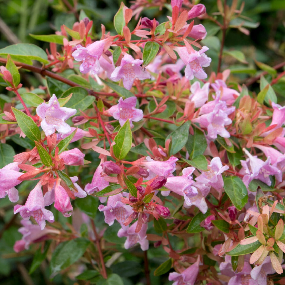 Abelia Edouard Goucher - Abelia Edward Goucher - Bakker