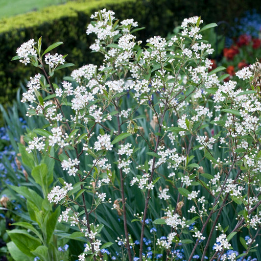 Zwarte Appelbes Brilliant - Bakker