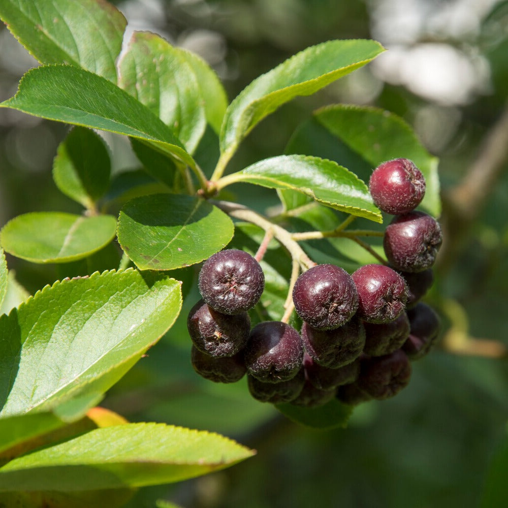 Heesters - Zwarte appelbes - Aronia melanocarpa