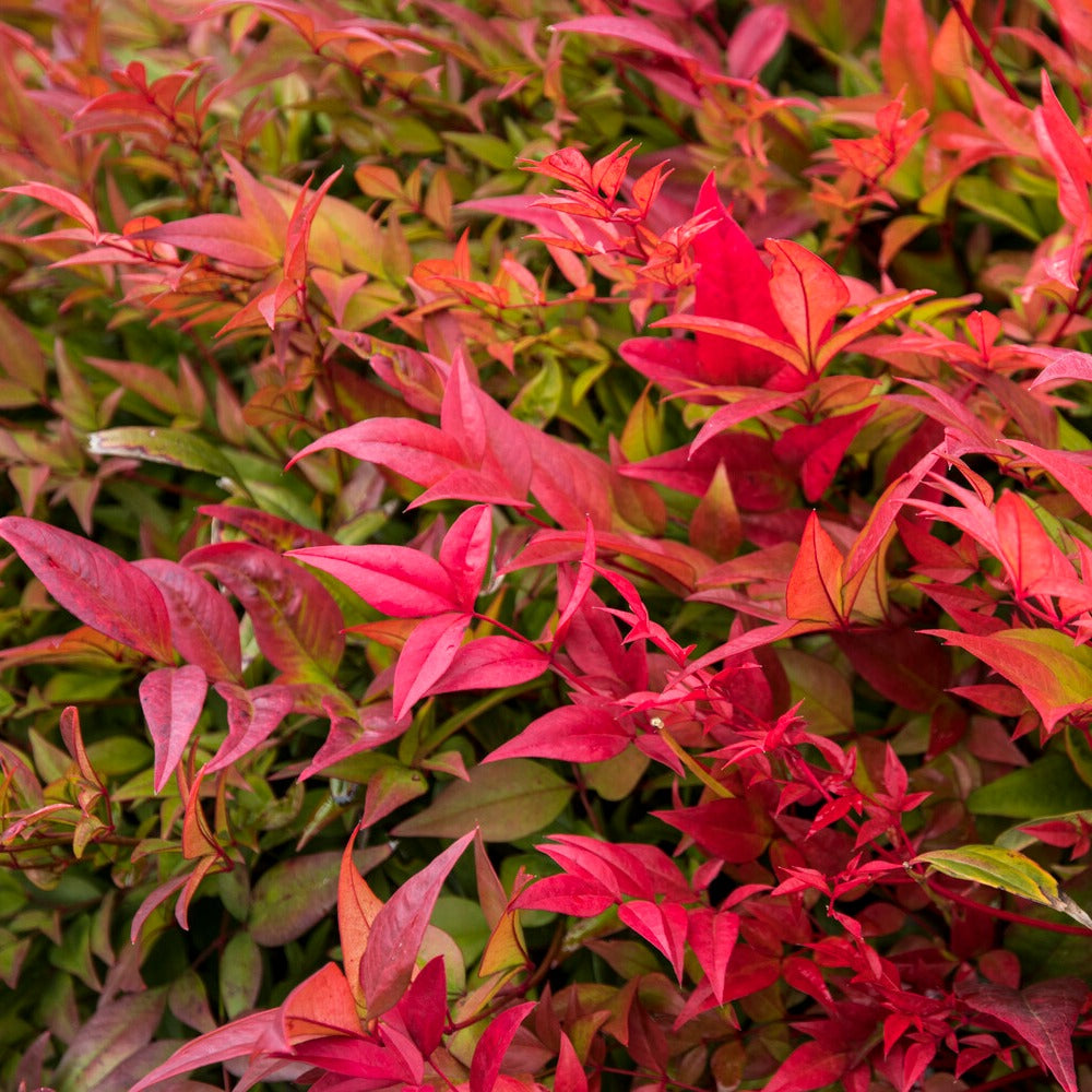 Verkoop Hemelse bamboe 'Gulf Stream' - Nandina domestica Gulf Stream
