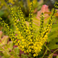 Mahonia media 'winter sun' - Mahoniestruik 'Wintersun' - Wintergroene planten