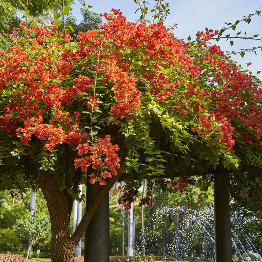 Bougainville - oranje