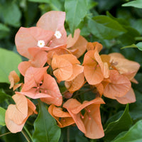 Bougainville - Bougainville - oranje - Bougainvillea orange