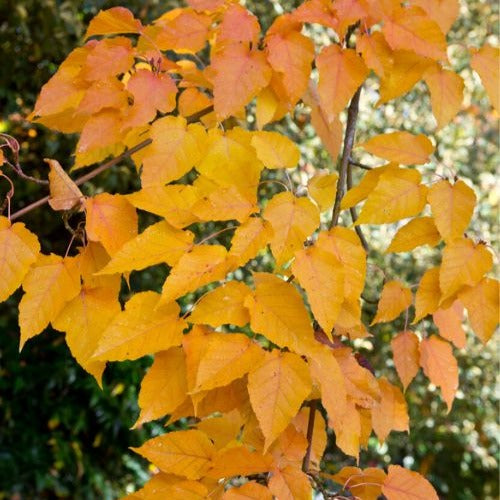 Slangehuid Esdoorn - Acer davidii - Bakker