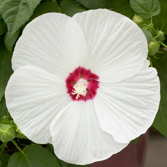 Altheastruik 'Luna White' - Bakker