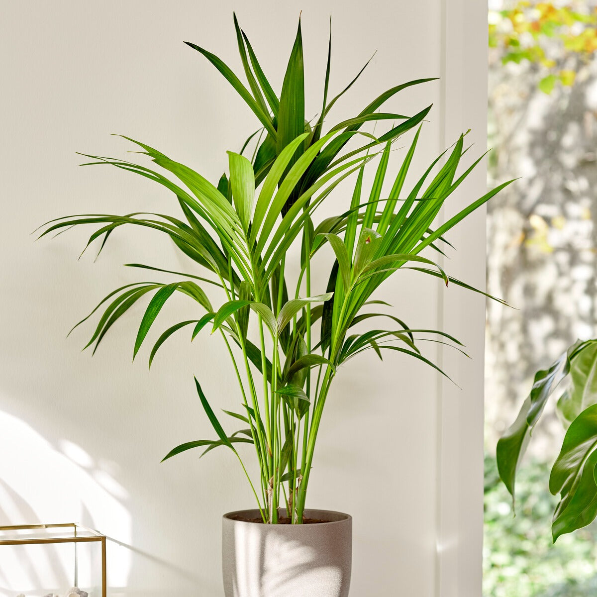 Binnenpalmen - Kentiapalm - Howea forsteriana