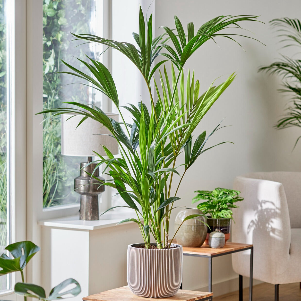 Verkoop Kentiapalm - Howea forsteriana