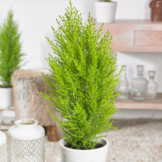 Kamerconifeer 'Goldcrest Wilma' - Bakker