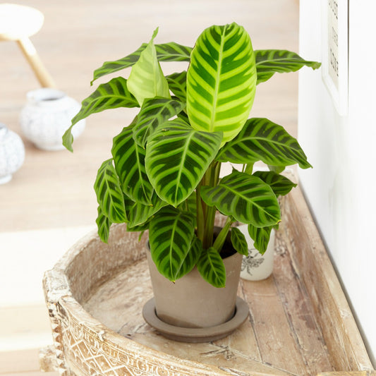 Zebraplant 'Zebrina' - Bakker