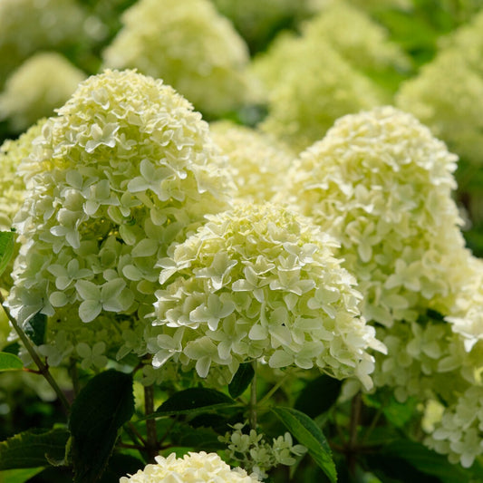 Pluimhortensia 'Whitelight'