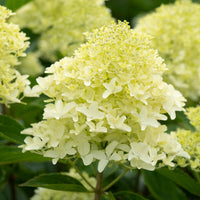 Pluimhortensia 'Whitelight' - Hydrangea paniculata Whitelight - Bakker