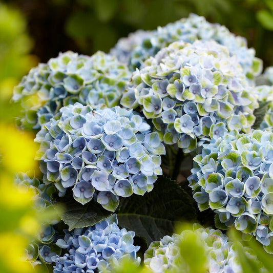 Boerenhortensia 'Revolution Blue' - Bakker