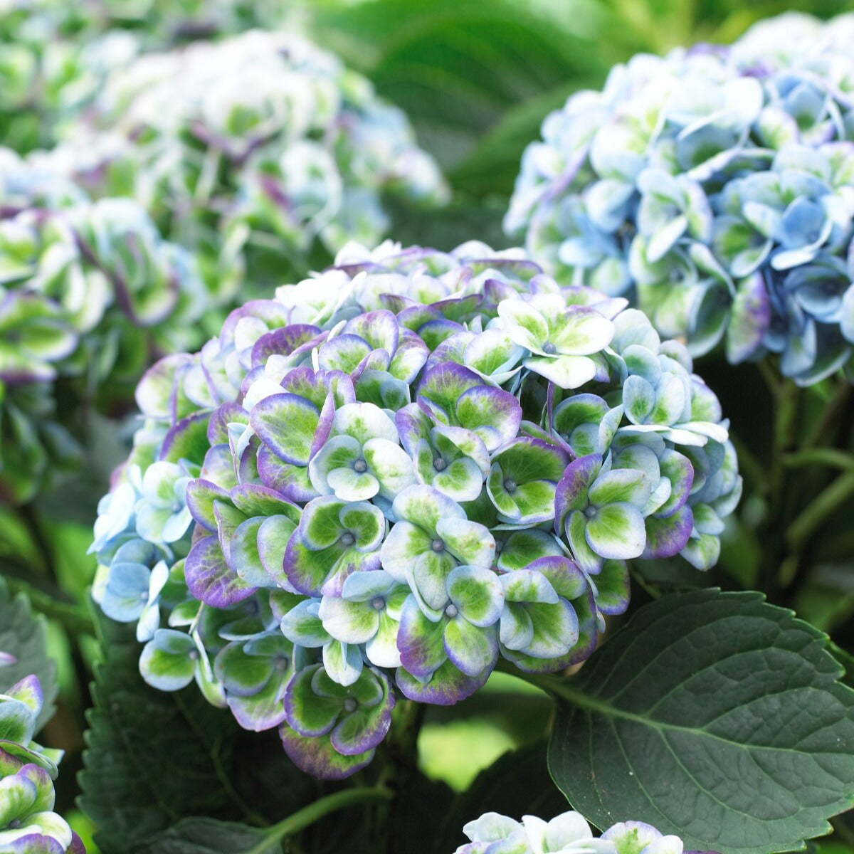 Hortensia macrophylla - Boerenhortensia 'Revolution Blue' - Hydrangea macrophylla Revolution Blue