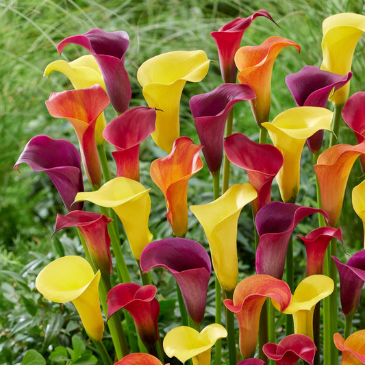 Aronskelk - Mix geel + rood + roze (x3) - Zantedeschia 'summer time'