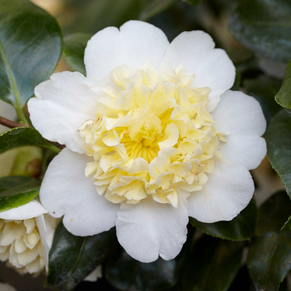 Japanse roos Camellia 'Brushfields Yellow' wit-geel - Winterhard - Bakker