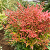 Hemelse bamboe 'Obsessed' - Nandina domestica obsessed'® - Bakker