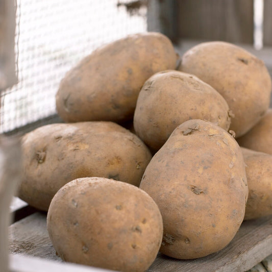 Aardappel 'Nicola' (x25) - Bakker